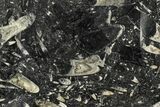 Fossil Orthoceras & Goniatite Square Plate - Stoneware #140295-1